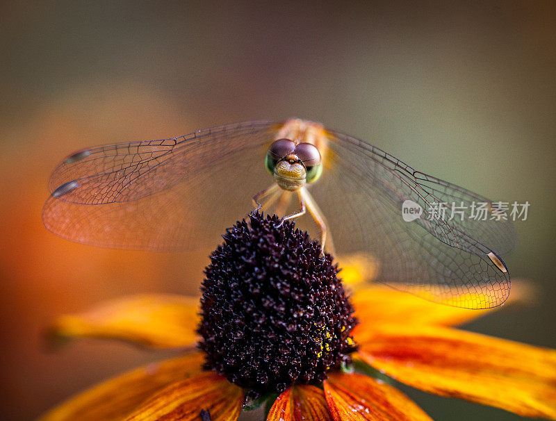 Sympétrum tardif (Sympetrum vicinum)，黄腿草地鹰或秋季草地鹰。